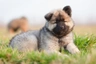 Eurasier Dogs Raza - Características, Fotos & Precio | MundoAnimalia