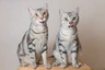Americká krátkosrstá kočka Cats Informace - velikost, povaha, délka života & cena | iFauna