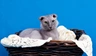 Ukrajinský levkoy Cats Plemeno / Druh: Povaha, Délka života & Cena | iFauna