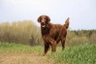 Flatcoated Retriever Dogs Ras: Karakter, Levensduur & Prijs | Puppyplaats