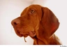 Braco Húngaro de Pelo Corto Dogs Raza | Datos, Aspectos destacados y Consejos de compra | MundoAnimalia