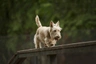 Skotský teriér Dogs Plemeno / Druh: Povaha, Délka života & Cena | iFauna