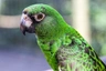 Papoušek konžský Birds Informace - velikost, povaha, délka života & cena | iFauna