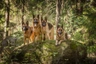 Duitse Herder Dogs Ras: Karakter, Levensduur & Prijs | Puppyplaats