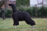Afghan Hound Dogs Breed - Information, Temperament, Size & Price | Pets4Homes