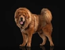 Tibetaanse Mastiff Dogs Ras: Karakter, Levensduur & Prijs | Puppyplaats