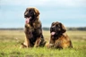 Leonberger Dogs Informace - velikost, povaha, délka života & cena | iFauna