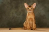 Abissino Cats Razza - Prezzo, Temperamento & Foto | AnnunciAnimali