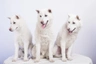 Kishu inu Dogs Informace - velikost, povaha, délka života & cena | iFauna