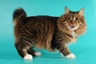 American Bobtail Cats Raza | Datos, Aspectos destacados y Consejos de compra | MundoAnimalia