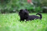 Affenpinscher Dogs Breed | Facts, Information and Advice | Pets4Homes