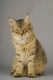 Pixiebob Cats Raza - Características, Fotos & Precio | MundoAnimalia