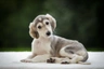 Saluki Dogs Breed | Facts, Information and Advice | Pets4Homes