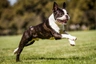 Boston Terrier Dogs Breed - Information, Temperament, Size & Price | Pets4Homes