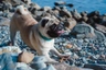 Carlino - Pug Dogs Raza - Características, Fotos & Precio | MundoAnimalia