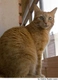 Evropská krátkosrstá kočka  Cats Informace - velikost, povaha, délka života & cena | iFauna