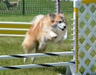 Islandský pes Dogs Informace - velikost, povaha, délka života & cena | iFauna