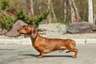 Miniature Dachshund Dogs Breed - Information, Temperament, Size & Price | Pets4Homes