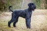 Giant Schnauzer Dogs Breed - Information, Temperament, Size & Price | Pets4Homes