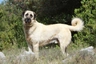 Anatolian Shepherd Dogs Breed | Facts, Information and Advice | Pets4Homes