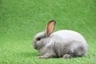 Sallander Rabbits Breed - Information, Temperament, Size & Price ...