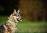 Swedish Vallhund Dogs Breed | Facts, Information and Advice | Pets4Homes