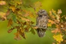 Výreček malý Birds Informace - velikost, povaha, délka života & cena | iFauna