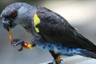 Papoušek hnědý Birds Informace - velikost, povaha, délka života & cena | iFauna