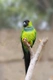 Aratinga nandej Birds Informace - velikost, povaha, délka života & cena | iFauna