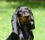 Black and tan coonhound Dogs Informace - velikost, povaha, délka života & cena | iFauna