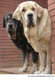 Španělský mastin Dogs Plemeno / Druh: Povaha, Délka života & Cena | iFauna