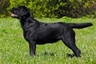 Labradorský retrívr Dogs Informace - velikost, povaha, délka života & cena | iFauna