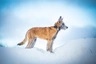 Belgický ovčák Laekenois Dogs Informace - velikost, povaha, délka života & cena | iFauna