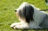 Polish Lowland Sheepdog Dogs Breed - Information, Temperament, Size & Price | Pets4Homes