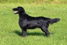 Flat coated retrívr Dogs Informace - velikost, povaha, délka života & cena | iFauna