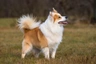 Islandský pes Dogs Informace - velikost, povaha, délka života & cena | iFauna