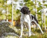 Pointer Dogs Ras: Karakter, Levensduur & Prijs | Puppyplaats