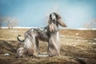 Galgo Afgano Dogs Raza - Características, Fotos & Precio | MundoAnimalia