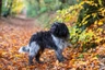 Nederlandse Schapendoes Dogs Ras: Karakter, Levensduur & Prijs | Puppyplaats