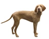 Vizsla Draadhaar Dogs Ras: Karakter, Levensduur & Prijs | Puppyplaats