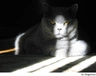 Británico de Pelo Corto Azul Cats Raza - Características, Fotos & Precio | MundoAnimalia