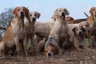 Foxhound Dogs Ras: Karakter, Levensduur & Prijs | Puppyplaats