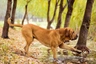 Fila Brasileiro Dogs Razza - Prezzo, Temperamento & Foto | AnnunciAnimali
