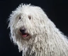 Komondor Dogs Ras: Karakter, Levensduur & Prijs | Puppyplaats