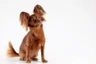 Russian Toy Terrier Dogs Razza - Prezzo, Temperamento & Foto | AnnunciAnimali