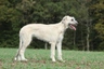 Ierse Wolfhond Dogs Ras: Karakter, Levensduur & Prijs | Puppyplaats