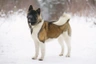 Americká akita Dogs Informace - velikost, povaha, délka života & cena | iFauna