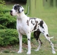 Duitse Dog Dogs Ras: Karakter, Levensduur & Prijs | Puppyplaats