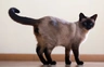 Siamés Cats Raza - Características, Fotos & Precio | MundoAnimalia