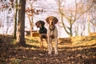 Evropský saňový pes Dogs Informace - velikost, povaha, délka života & cena | iFauna